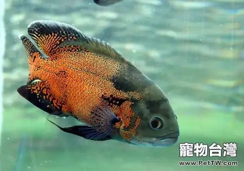 地圖魚能長多大 地圖魚吃什麼長得快