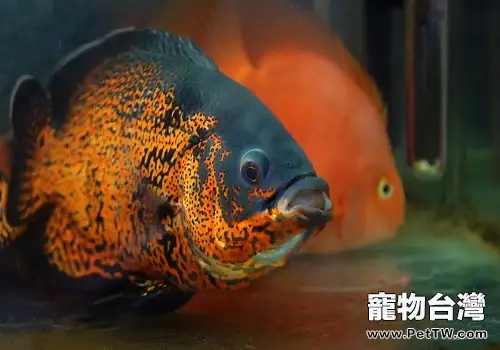 地圖魚能長多大 地圖魚吃什麼長得快