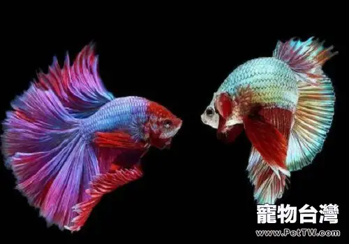 泰國斗魚繁殖過程介紹(共2張圖片)-寵物台灣