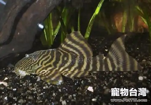 異型觀賞魚種類都有哪些？