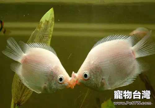 接吻魚繁殖的注意事項都有哪些？
