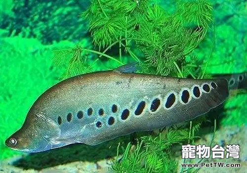 七星刀魚應該怎麼飼養