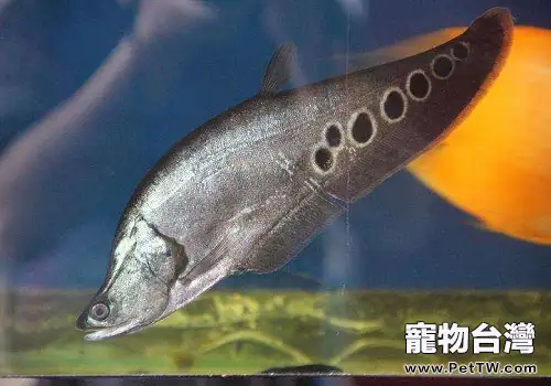 七星刀魚應該怎麼飼養(共3張圖片)-寵物台灣