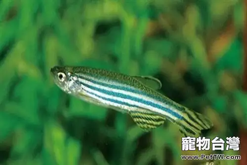 斑馬魚養殖斑馬魚吃什麼好