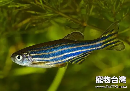 斑馬魚養殖斑馬魚吃什麼好