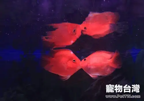 接吻魚價格是多少