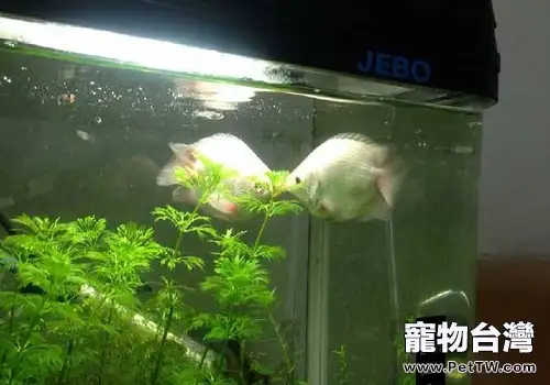 接吻魚價格是多少