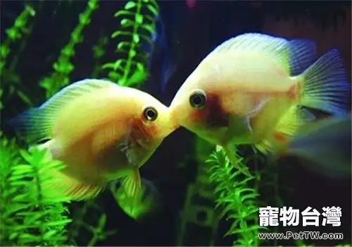接吻魚不接吻的原因都有哪些？