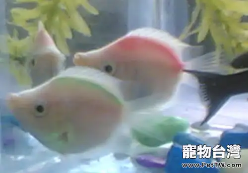 接吻魚不接吻的原因都有哪些？