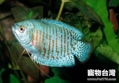 麗麗魚好養嗎 麗麗魚怎麼養