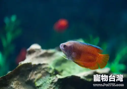 麗麗魚好養嗎 麗麗魚怎麼養