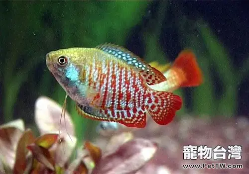 麗麗魚好養嗎 麗麗魚怎麼養