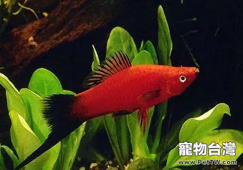 紅劍魚怎麼養 紅劍魚飼養方式