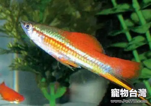 紅劍魚怎麼養 紅劍魚飼養方式(共2張圖片)-寵物台灣