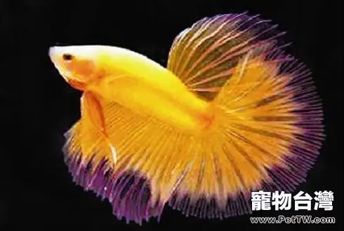 孔雀魚品種