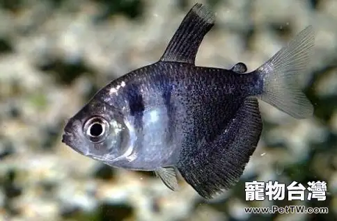 黑裙魚