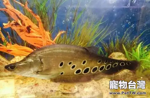 七星刀魚常見疾病有哪些?七星刀魚常見疾病治療方法(1圖)-寵物台灣