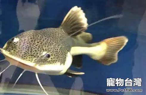 招財貓魚