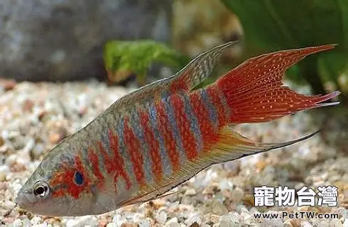 叉尾斗魚