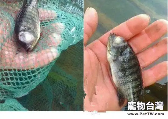 觀賞魚氣泡病的病因分析