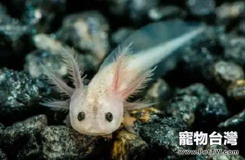 六角恐龍多少錢?六角恐龍價格(共3張圖片)-寵物台灣