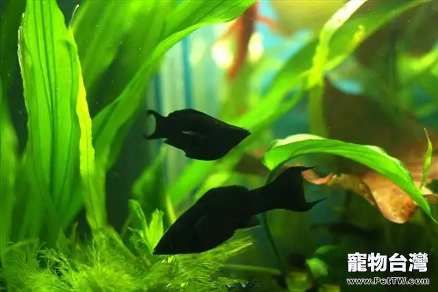 黑瑪麗魚的繁殖介紹