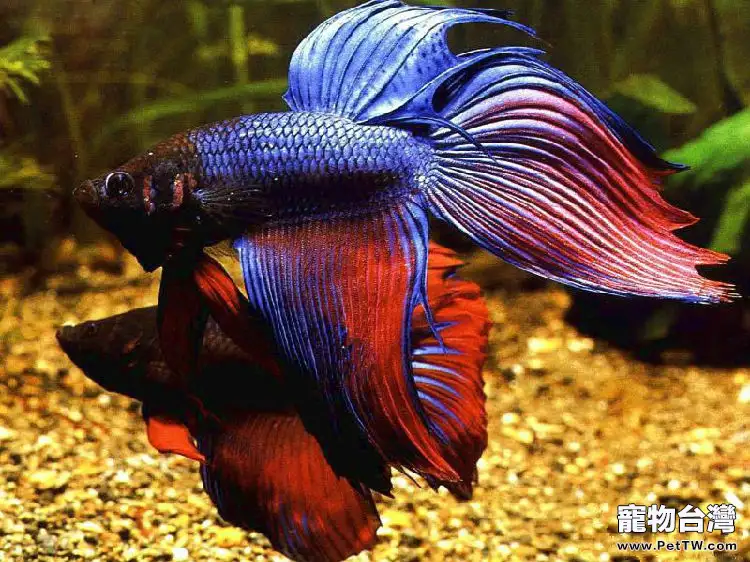 觀賞魚氣泡病的症狀及防治(1圖)-寵物台灣