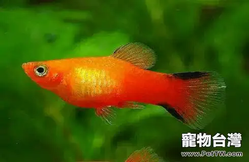 月光魚好養嗎