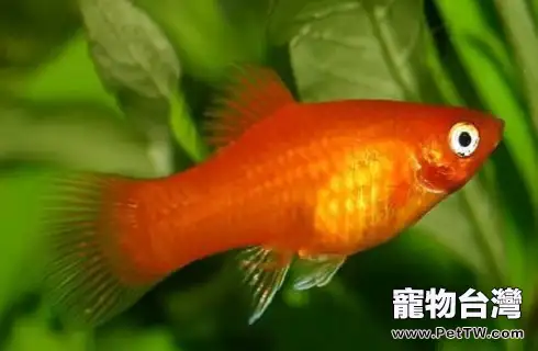 月光魚好養嗎