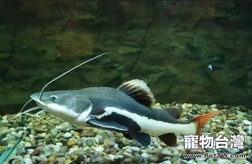 招財貓魚吃什麼