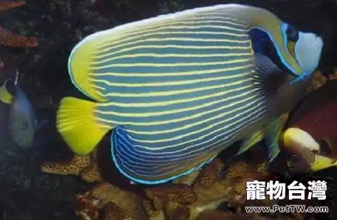 皇后神仙魚的資料,皇后神仙魚介紹(共2張圖片)-寵物台灣