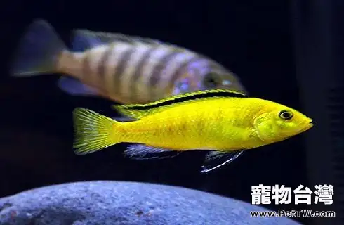 王子魚吃什麼