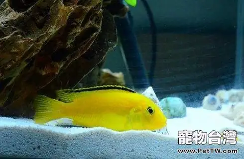 王子魚吃什麼