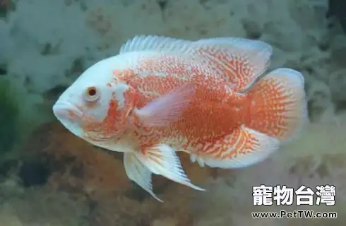 地圖魚不吃東西