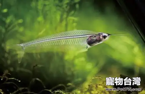 玻璃貓好養嗎?玻璃貓怎麼養?(共3張圖片)-寵物台灣