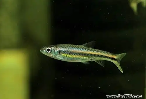 小精靈魚怎麼養