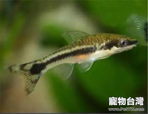 小精靈魚怎麼養