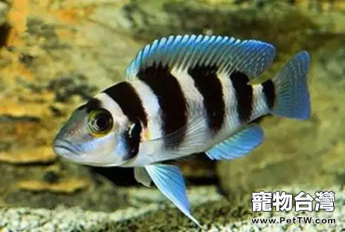 怎麼保持魚缸乾淨?養觀賞魚的過濾方法(共3張圖片)-寵物台灣