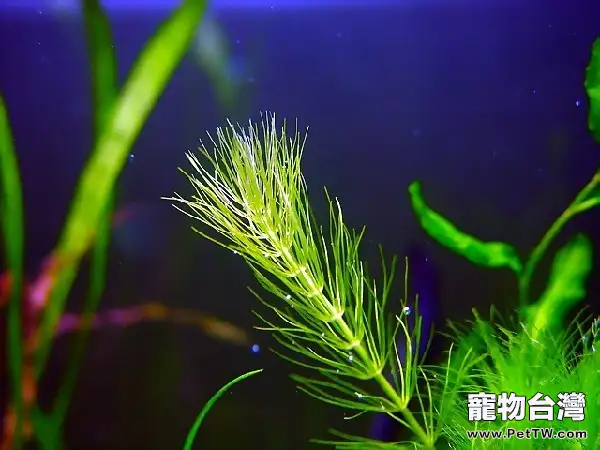 水族箱不同藻類的清潔辦法