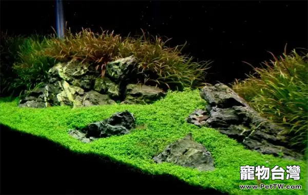 水族箱造景風格介紹(1圖)-寵物台灣