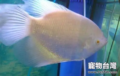 招財魚（大絲足鱸 象耳魚）突然不進食怎麼辦