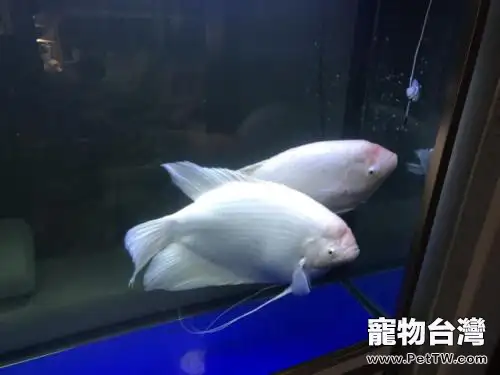 招財魚（大絲足鱸 象耳魚）突然不進食怎麼辦