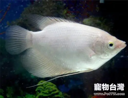 招財魚（大絲足鱸 象耳魚）突然不進食怎麼辦