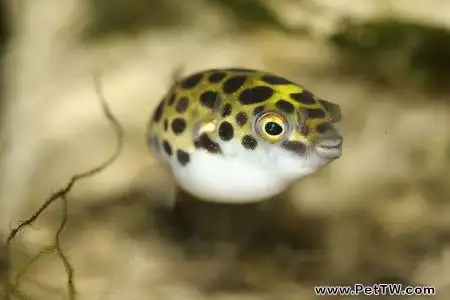 潛水艇魚怎麼養