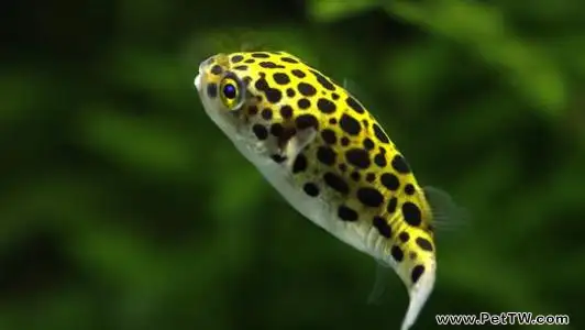 潛水艇魚怎麼養?潛水艇魚好養嗎?(共3張圖片)-寵物台灣