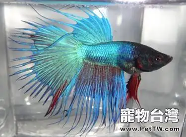 獅王斗魚怎麼養