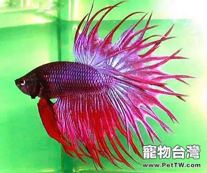 獅王斗魚怎麼養