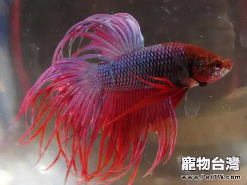 獅王斗魚怎麼養