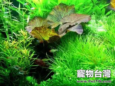 水草缺鉀症的症狀及防治方法