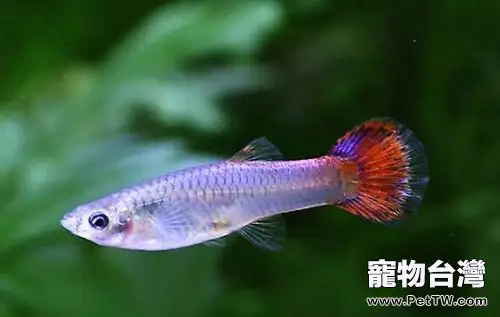 鳳尾魚崽怎麼養